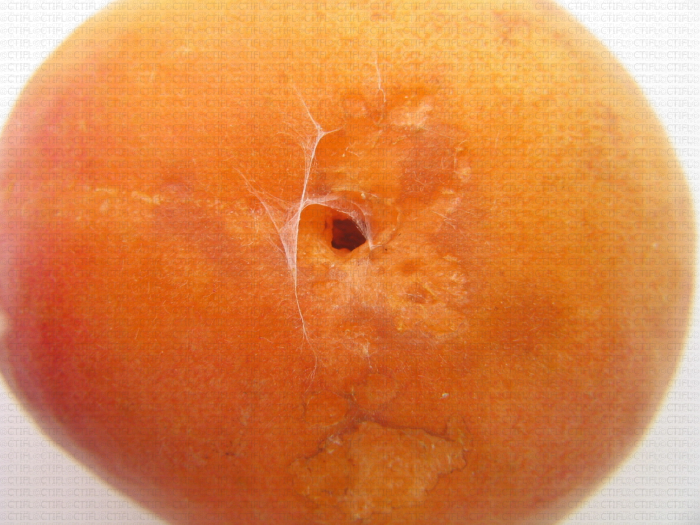 Abricot, morsure d'un escargot ou d'une limace